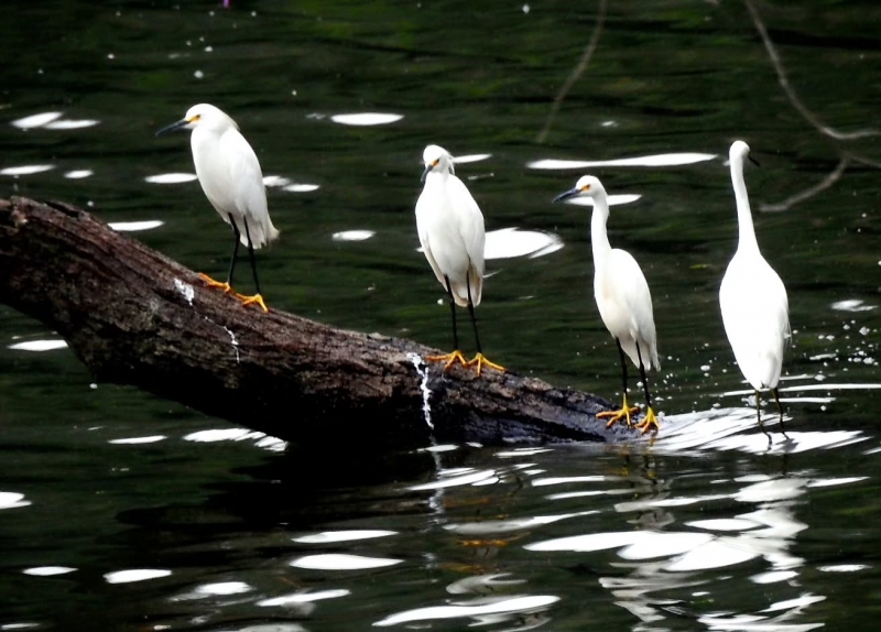 Imagem JPG, Indisponível